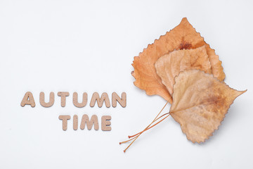Autumn time. Three dried fallen leaves of poplar on a white background