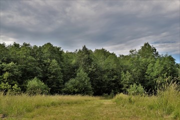 the road in the woods