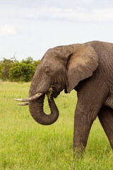 Fototapeta na wymiar African elephant eating grass