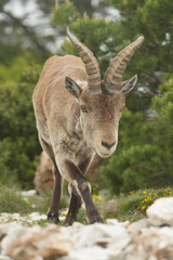 Mountain goat in natural parck Els Ports.