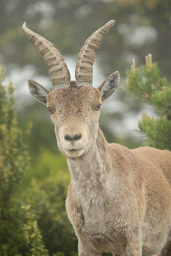 Mountain goat in natural parck Els Ports.