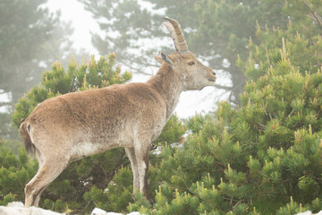 Mountain goat in natural parck Els Ports.