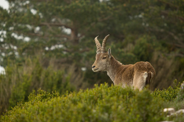 Mountain goat in natural parck Els Ports.