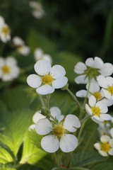 Fototapeta premium flower