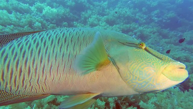 Portrait of a young curious Napoleon fish swiming close on a soft coral background. Humphead Wrasse or Napoleonfish - Cheilinus undulatus, Underwater shots 