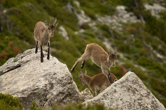 Mountain goat in natural parck Els Ports.
