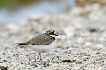 Flussregenpfeifer (Charadrius dubius) - Little ringed plover