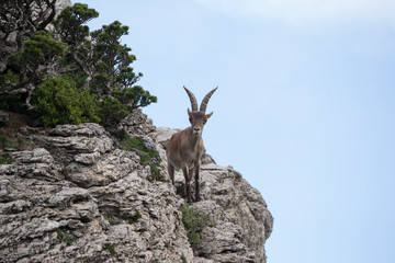 Mountain goat in natural parck Els Ports.