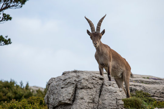 Mountain goat in natural parck Els Ports.
