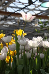 Obraz premium flower