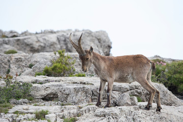 Mountain goat in natural parck Els Ports.
