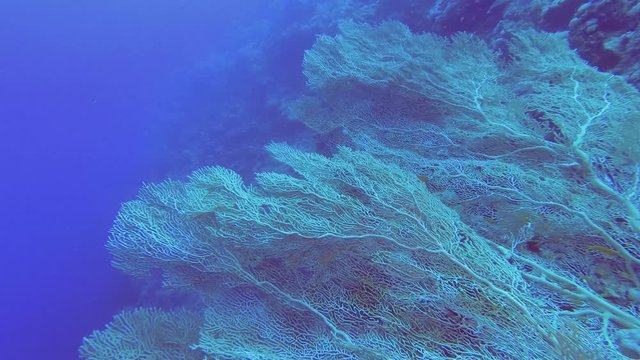 School of orange fish swims on a large Sea fan background. Lyretail Anthias - Pseudanthias squamipinnis and Soft coral Giant Gorgonian or Sea fan - Subergorgia mollis, Underwater shots 