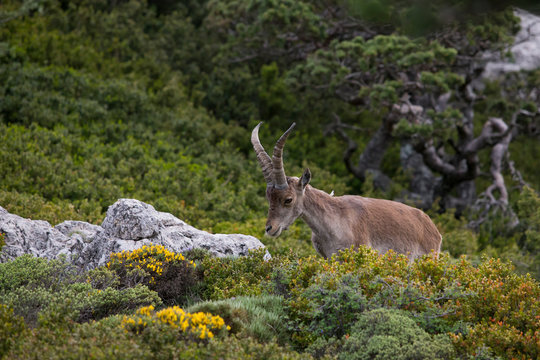 Mountain goat in natural parck Els Ports.
