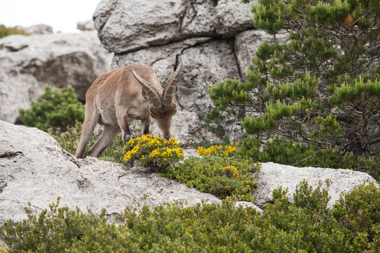 Mountain goat in natural parck Els Ports.