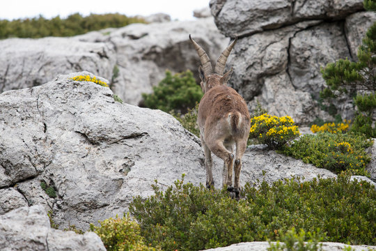 Mountain goat in natural parck Els Ports.