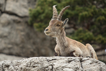 Mountain goat in natural parck Els Ports.