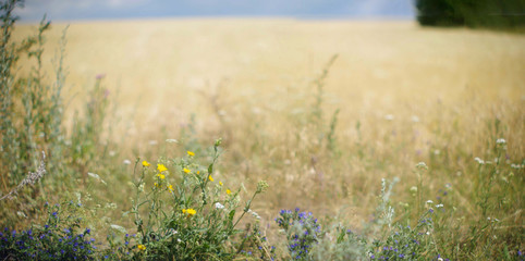 landscape with flowers