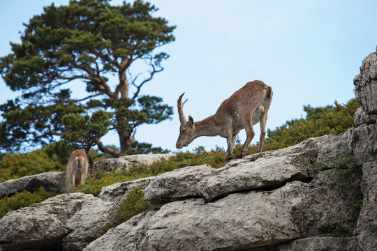 Mountain goat in natural parck Els Ports.