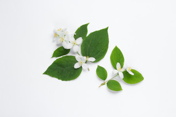 Twig with green leaves and bloom on a white background