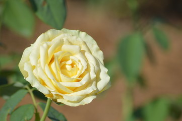 Thomasville rose garden 0290