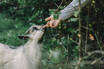 girl stroke goat's hands close up outdoors