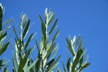 Olivenbaum - Olivenzweige - Palmzweige vor blauen Himmel