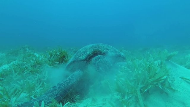 Sea turtle lies on the sandy bottom and eat green seagrass. Green Sea Turtle - Chelonia mydas, Underwater shots 