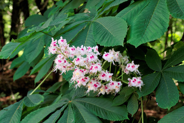 Photo fragment chestnut with pink flowers and green leaves