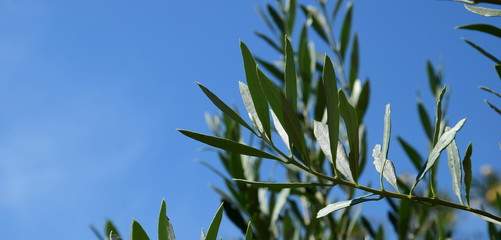 Olivenzweig - Olivenbaum - freigestellt vor blauen Himmel