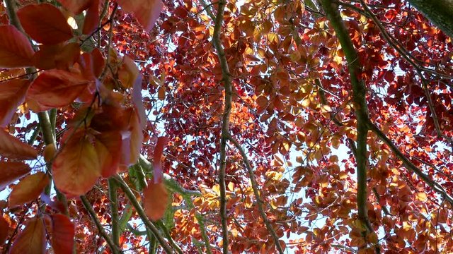 Baum mit rote Bl&auml;tter.