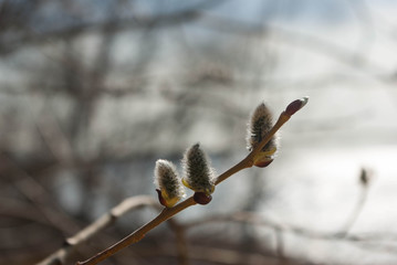 branch of  willow