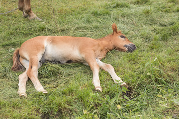 Naklejka na ściany i meble The three-month foal of brown color sleeps on a green grass.