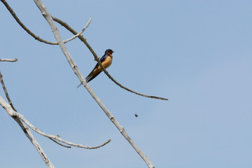 Barn swallow or hironda rustica perched on bare tree branch with fishing line against blue sky