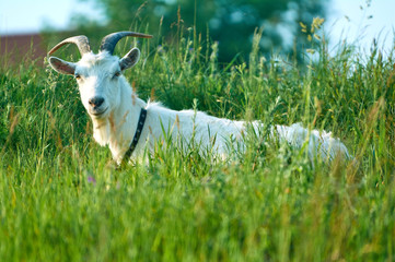 White goat is lying on the green grass in the countryside