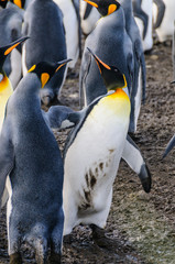 Fototapeta premium Gold harbour, South Georgia. Home to a large population of King Penguins.