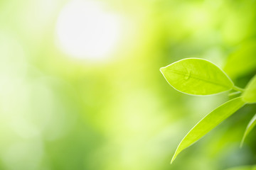 Close up of nature view green leaf on blurred greenery background under sunlight with bokeh and copy space using as background natural plants landscape, ecology wallpaper concept.