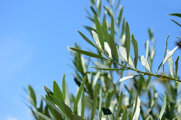 Olivenbaum - Olivenzweige - Palmzweige vor blauen Himmel