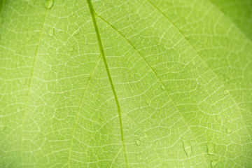 Obraz premium Close up of nature view green leaf pattern and texture using as background natural plants landscape, ecology wallpaper concept.