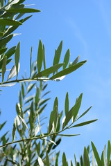 Olivenzweige - Ast eines Olivenbaumes
