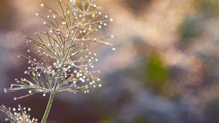 Dill in the garden in the garden, green spice covered with morning dew close up