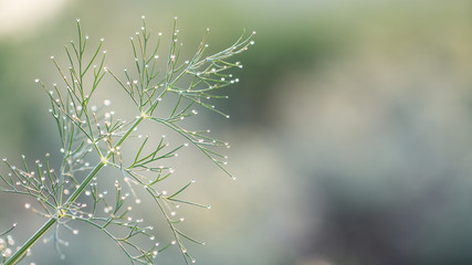 Dill in the garden in the garden, green spice covered with morning dew close up