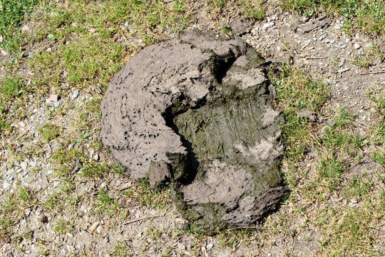 feci di mucca calpestate