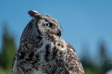A great horned owl portrait staring to the side