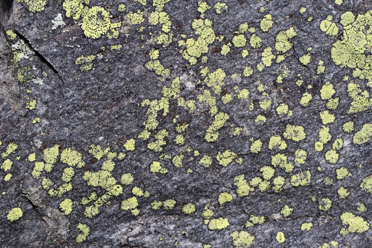 muffe e licheni di montagna