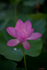 Fototapeta premium 蓮の花