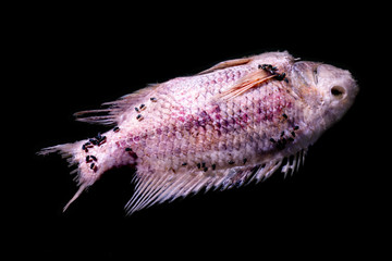 fish dead background  Black back  