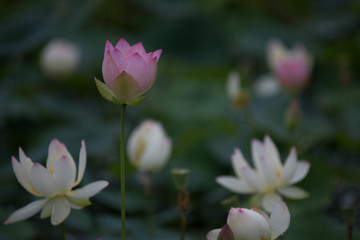 Obraz premium 蓮の花