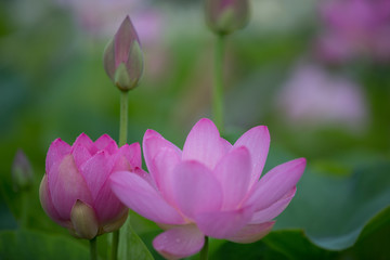 Obraz premium 蓮の花