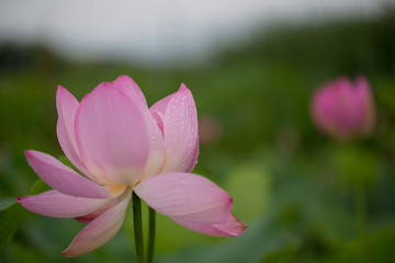Obraz premium 蓮の花