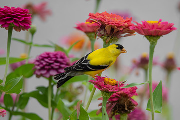 A yellow and black finch bird perches among purple, red, orange, and pink zinnia flowers